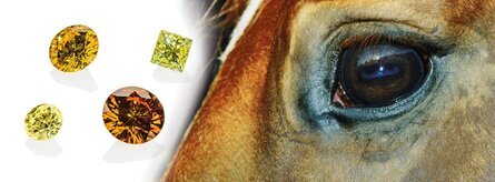 Bild Diamanten mit Pferd